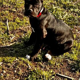 Cane Corso Puppies from Venom Cane Corsos