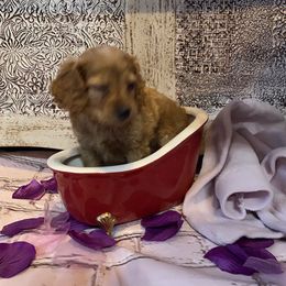 Cockapoo Puppies from Country J Canines
