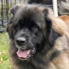 Flurry - Leonberger