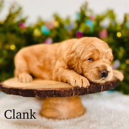 Clank - Apricot male Goldendoodle puppy in Smithville, Tennessee from Gingerdoodles