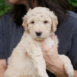 Purple Collar - Cream Goldendoodle puppy in Lakewood, Washington from Grit City Goldendoodles