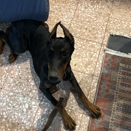 Lagertha - Doberman Pinscher