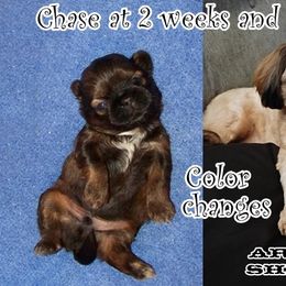 Shih Tzu Puppies from Arizona Shih Tzu