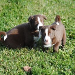 Border Collie Puppies from Graham Livestock
