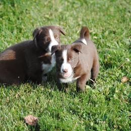 Border Collie Puppies from Graham Livestock