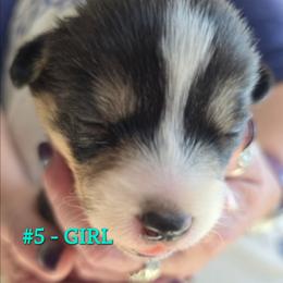Puppy 5 - Black and tan female Pembroke Welsh Corgi puppy in Buffalo, Wyoming from Diamond K Corgis