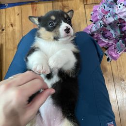Pembroke Welsh Corgi Puppies from Mill Rock Farms