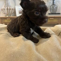 CKC Mocha Rose - Chocolate, tan and white female Yorkshire Terrier puppy in Calhoun, Georgia from Peach State Yorkies