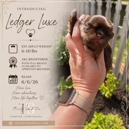 Ledger - Liver and white male Shih Tzu puppy in Trinity, North Carolina from Trinity Shih Tzu