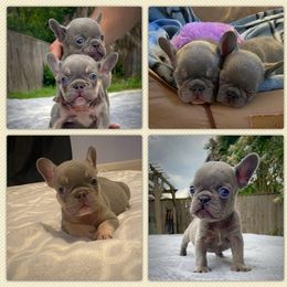 French Bulldog Puppies from S&I Frenchies