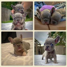French Bulldog Puppies from S&I Frenchies