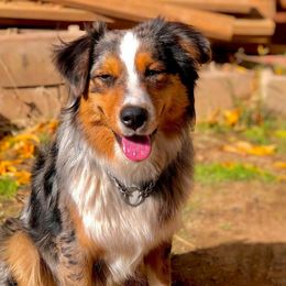 Miniature American Shepherds and Miniature Australian Shepherds from 4MLA STABLES