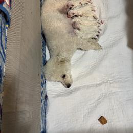 Dinky - White female Bichon Frise puppy in 63101 (St. Louis Metro Area), Missouri from BichonSTL