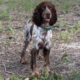 English Springer Spaniel Puppies from Willow Creek Farms
