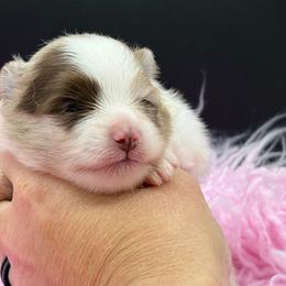 Flower - Chocolate merle female Pomeranian puppy in Franklin, North Carolina from A&J Cutie Pawtooties