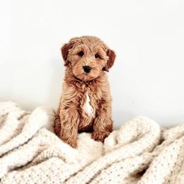 Bear -Petite 18-25 lbs. - Red  male Goldendoodle puppy in Madisonville, Kentucky from Carlie and Co. Goldendoodles