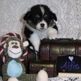 Alfie - Black and tan male Pembroke Welsh Corgi puppy in Purcellville, Virginia from Rhone River Farm Pembroke Welsh Corgis