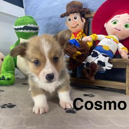 Cosmo - Sable male Pembroke Welsh Corgi puppy in Apison, Tennessee from Ashmore Corgis