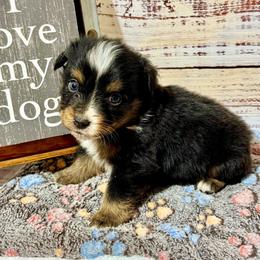 Candy tri male - Black tri male Miniature Australian Shepherd puppy in Lemon Cove, California from Magic Ranch Mini Aussies