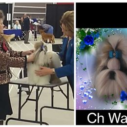 Ch Walker - Shih Tzu