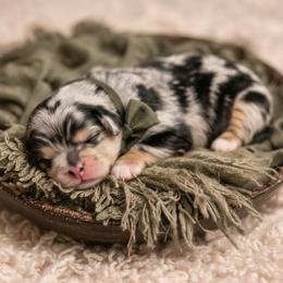 John - Blue merle male Australian Shepherd puppy in Nicholasville, Kentucky from Sugar Creek Aussies