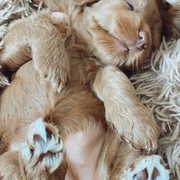 Australian Labradoodle Puppies from Summer Hill Labradoodles