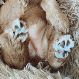 Australian Labradoodle Puppies from Summer Hill Labradoodles