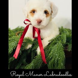 Boy 2 - Tri-color male Australian Labradoodle puppy in Florence, New Jersey from Royal Manor Labradoodles