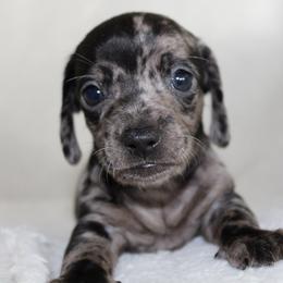 Tallulah - Dapple female Dachshund puppy in Fairfax, Iowa from Grayson’s Lovable Dachshunds