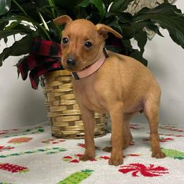 Ruby - Red female Miniature Pinscher puppy in Lancaster, Missouri from White Stone Ranch