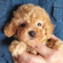 General- Oversized Toy-Mini Poodle - Apricot male Poodle puppy in Falcon, Missouri from Cedar House Heritage Poodles | AKC Toy & Miniature Poodle Puppies Raised in Home