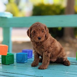 Goldendoodle Puppies from Ruby's Doodle Doos