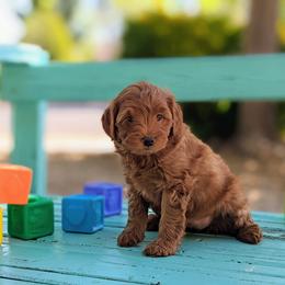 Goldendoodle Puppies from Ruby's Doodle Doos