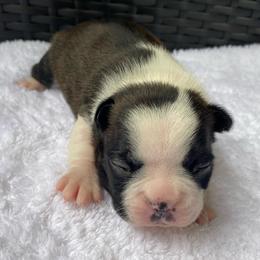 AKC Mia - Black brindle and white female Boston Terrier puppy in Imperial, Missouri from Boston Kup Breeders