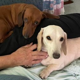 Dachshunds from Maguren Puppies