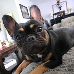 Chloe - French Bulldog