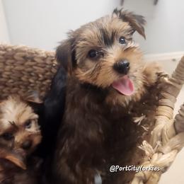 Yorkshire Terrier Puppies from Port City Yorkies LLC