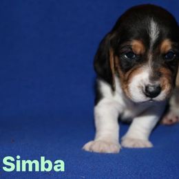 Basset Hound Puppies from Great Lakes Kennel
