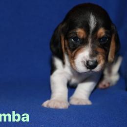 Basset Hound Puppies from Great Lakes Kennel