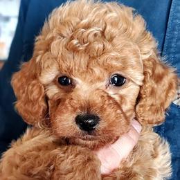 Ace- Red AKC Mini-Oversized Toy - Red  male Poodle puppy in Falcon, Missouri from Cedar House Heritage Poodles | AKC Toy & Miniature Poodle Puppies Raised in Home