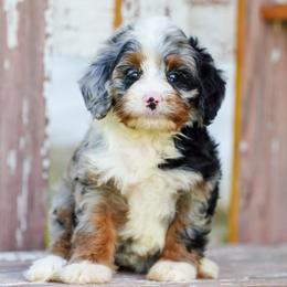 Skye - Blue merle female Bernedoodle puppy in Dundee, Ohio from Down Home Doodle