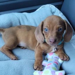 Dachshunds from Amanda's Teenie Weenies