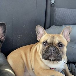 French Bulldogs from Muddy River Frenchies