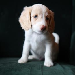 Edward - male Aussiedoodle puppy in Redding, California from Farmstead Doodles
