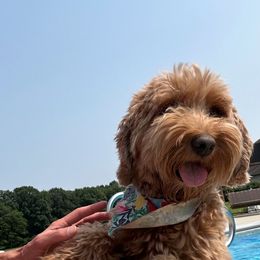 Tina - Australian Labradoodle