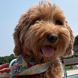 Tina - Australian Labradoodle