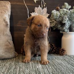 Brass - Sedge male Chesapeake Bay Retriever puppy in Ulen, Minnesota from North Wind Gundogs