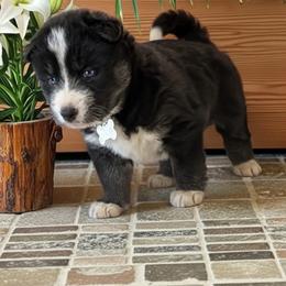 Lilly - Black and white female Siberian Husky puppy in Sherwood, Oregon from Whiskey River Siberians