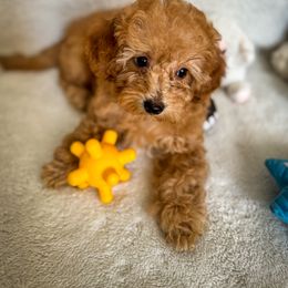 Poodle Puppies from Red Mini Poodles AZ