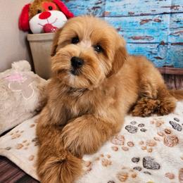 Sam - Apricot male Aussiedoodle puppy in Lebanon, Missouri from Perkins Pups
